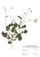 藏品(紫背草)的圖片